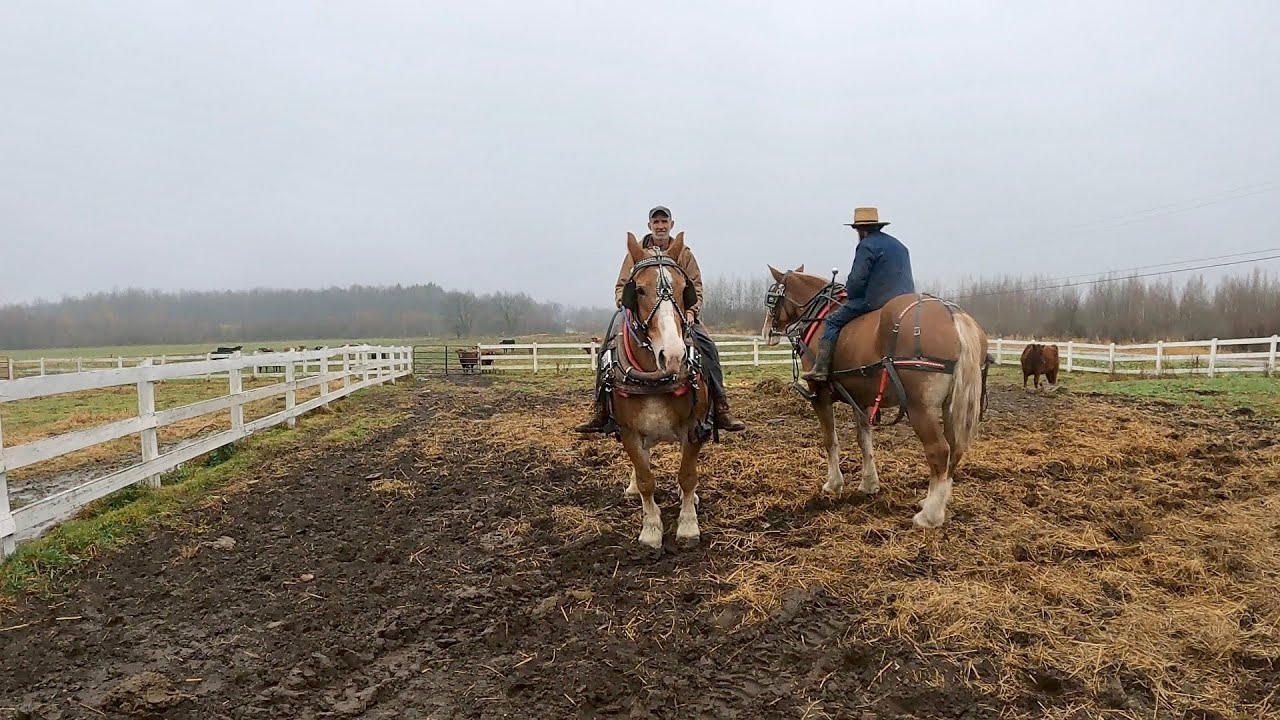 DRAFT HORSE RODEO//Can the Cattle be Contained?? #400 Rodeo