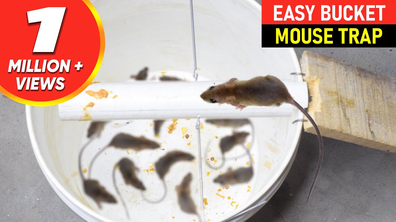 Mouse Trap Bucket || Rat Trap Homemade || Best Mouse Trap