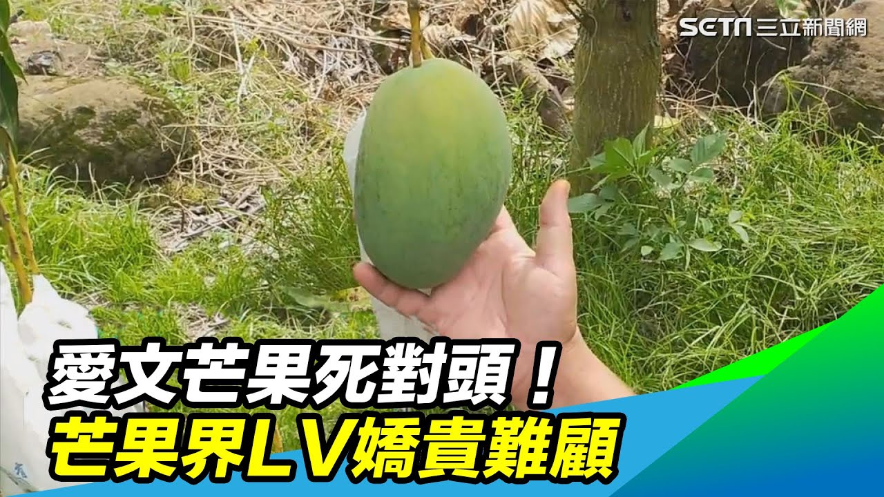 愛文芒果死對頭！芒果界LV「夏雪」一顆近3百　嬌貴難顧 @setn