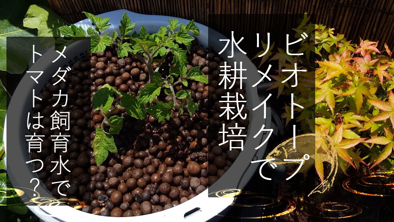メダカビオトープの水でミニトマトの水耕栽培に挑戦｜medaka ricefish  biotope hydroponics