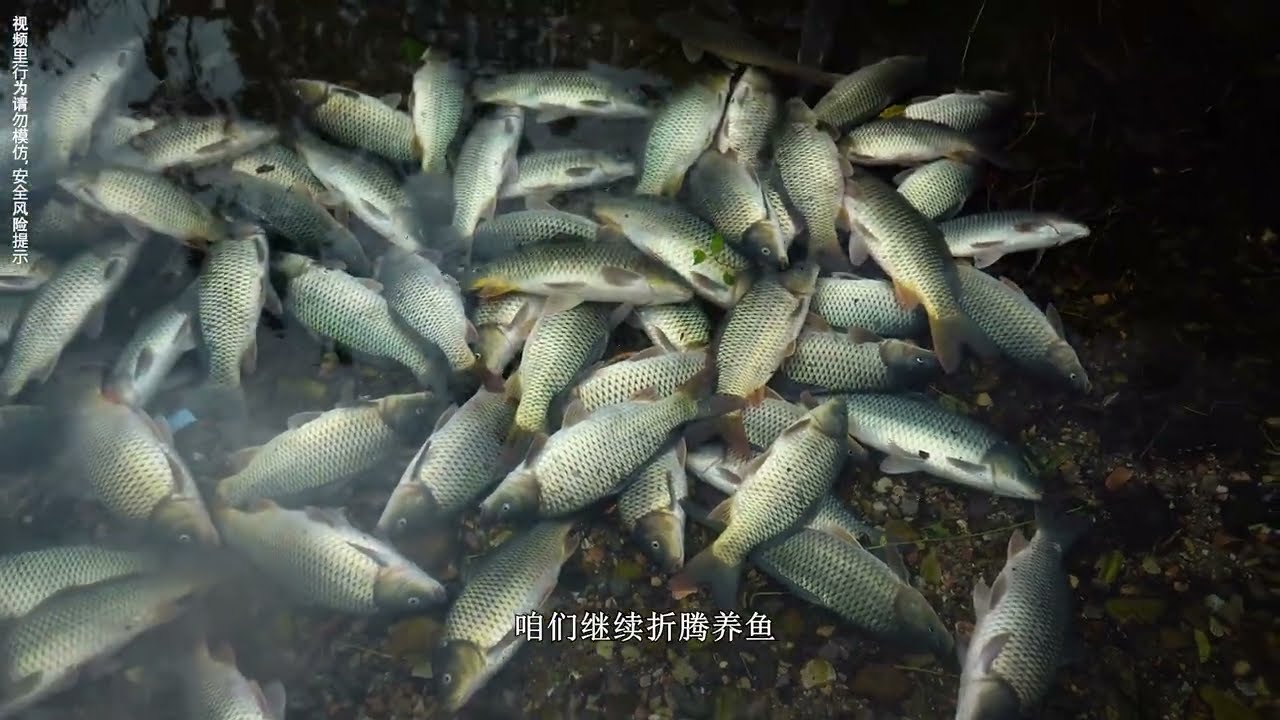 改造野外泉眼 散养200多斤饲料鲤鱼 用山泉水提升肉质