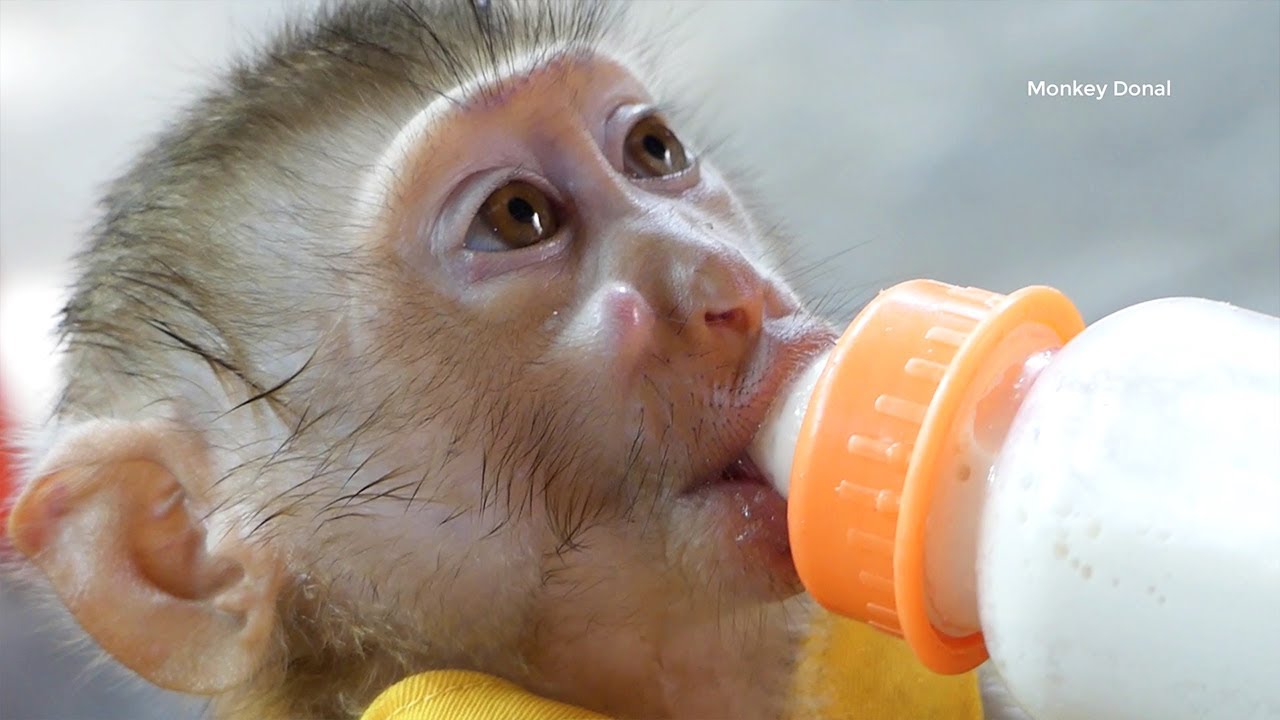 Pity Baby Monkey Donal Got Absces On Face