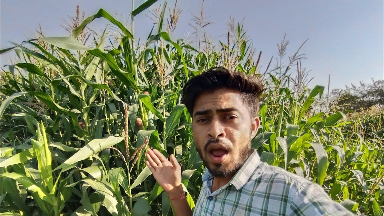  Finnally મકાઈ ડોડા 🌽 આવી ગયા 😁 