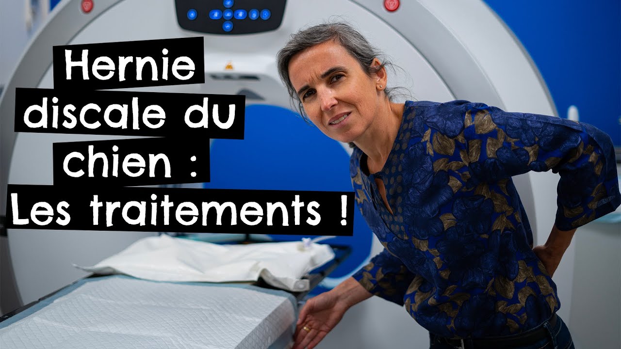 Hernie discale du chien : Les traitements ! 🐶