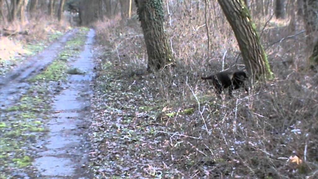 Wachtelhund Rocky die 2.