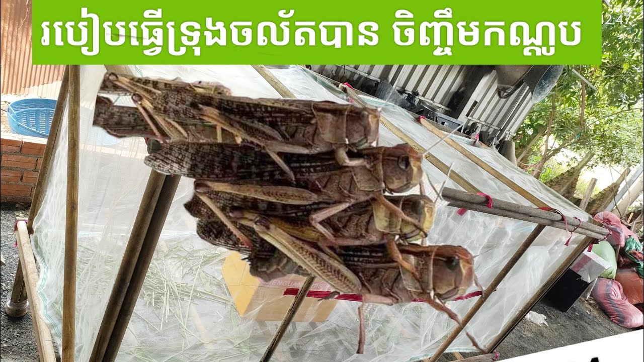 ការចិញ្ចឹមកណ្ដូប 001 (របៀបធ្វើទ្រុងចិញ្ចឹមកណ្ដូប ឲ្យបានត្រឹមត្រូវទើបមិនកើតស្រមើល ឬ ចៃក្រហម)🦗💰