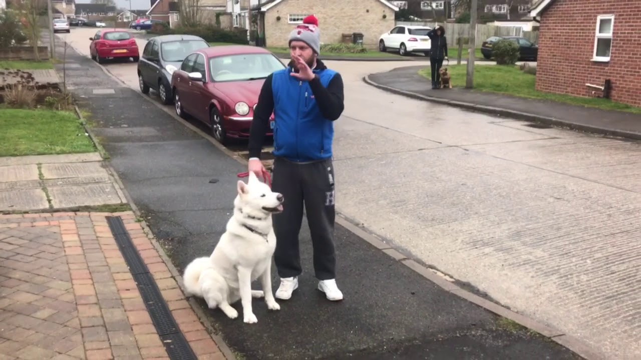 DOG REACTIVE AKITA SESSION 1 PART 1