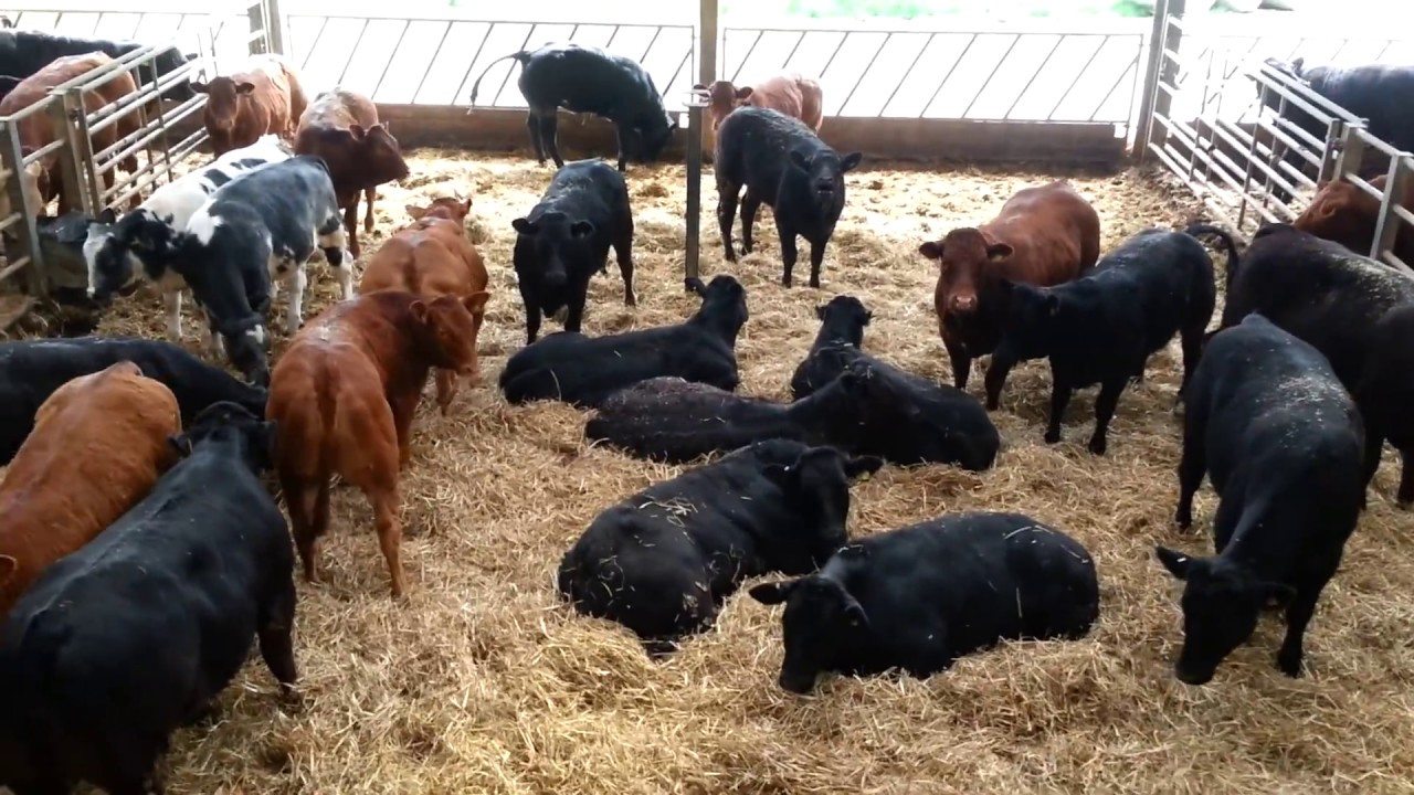 Cows mooing