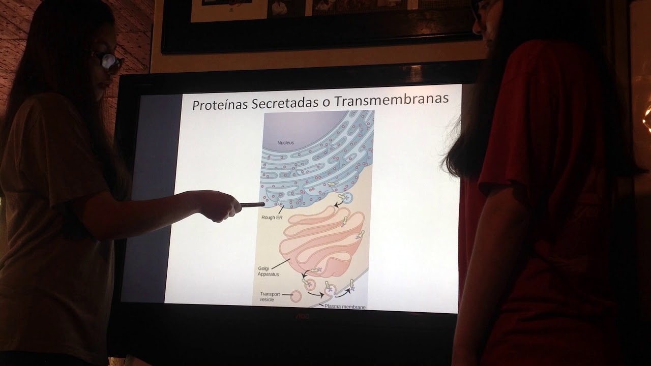 Síntesis de proteínas.