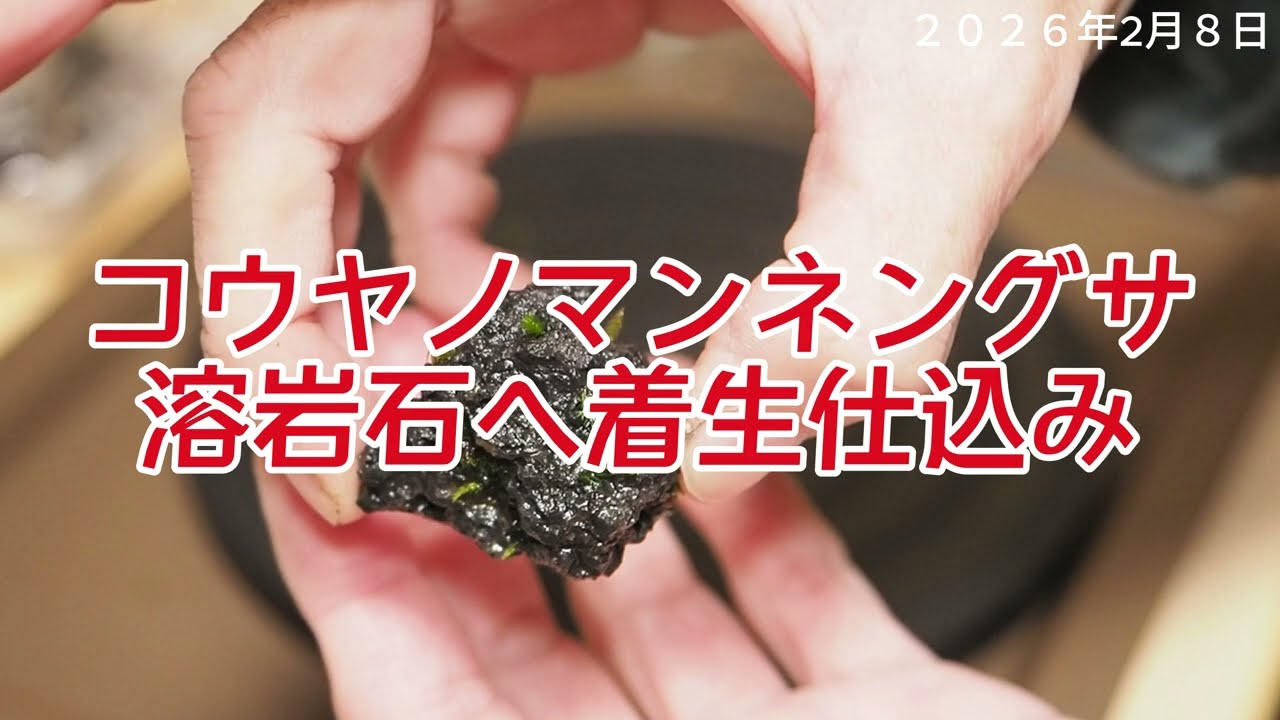 コウヤノマンネングサ着生準備2026年2月8日