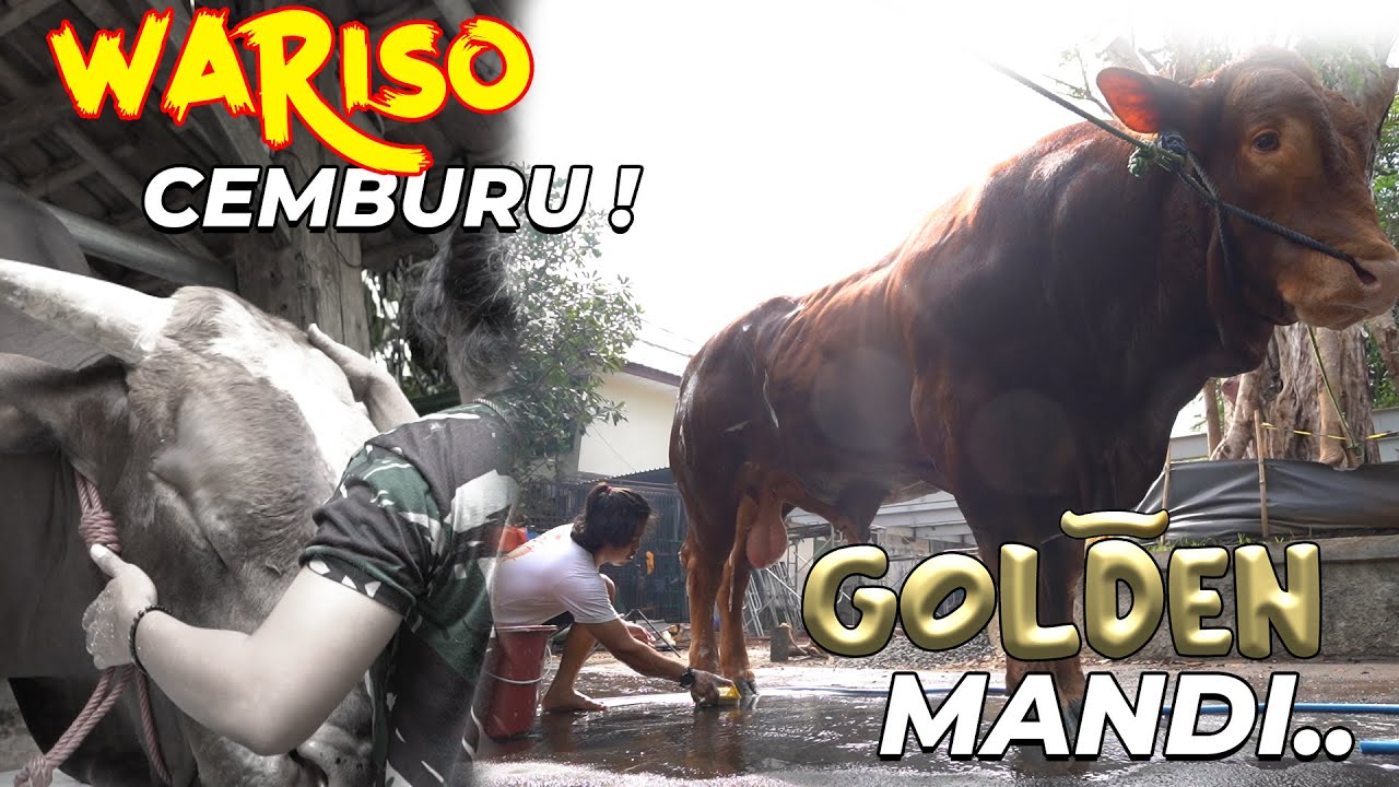 KASIAN...KARENA CEMBURU GOLDEN SAMPE DICIUM WARISO..