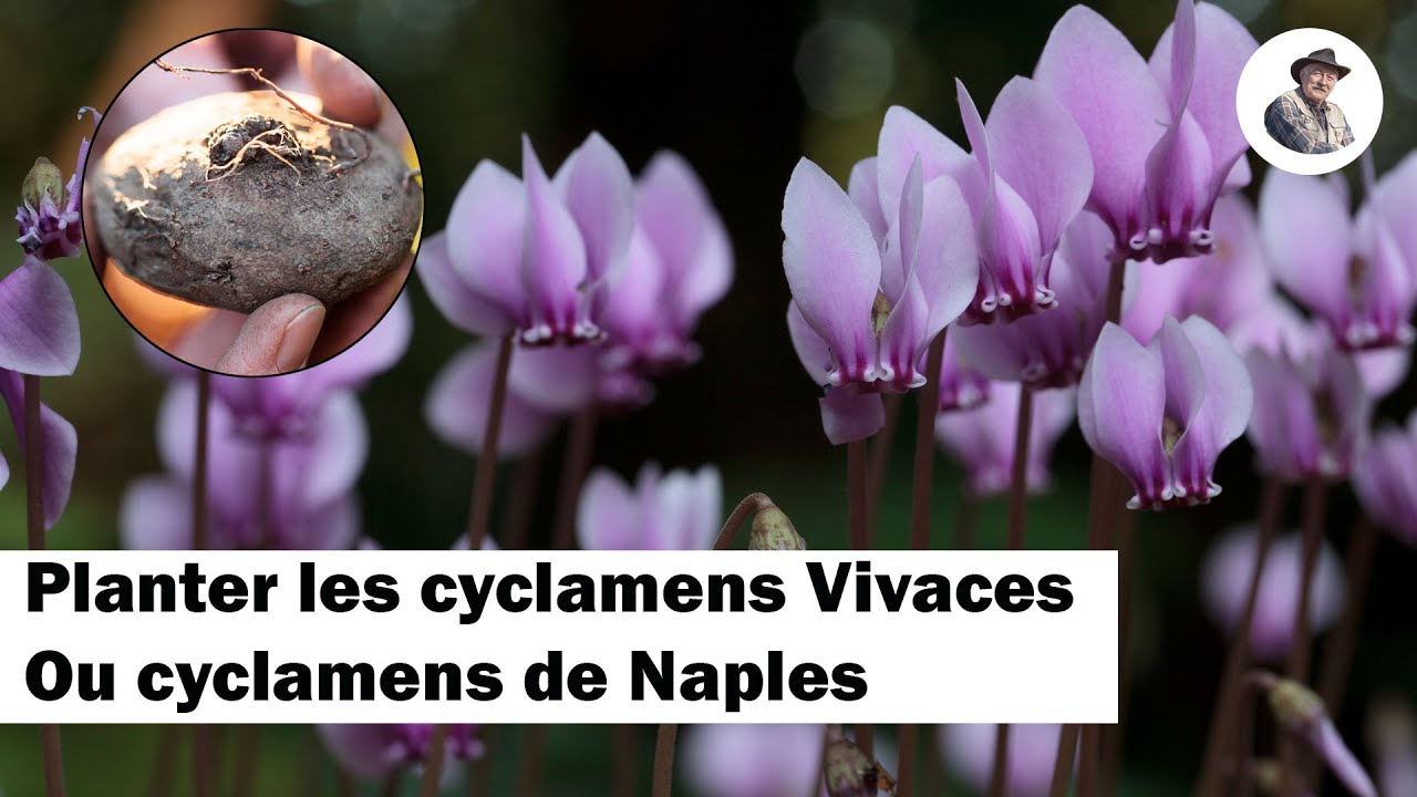 Planter des cyclamens rustiques