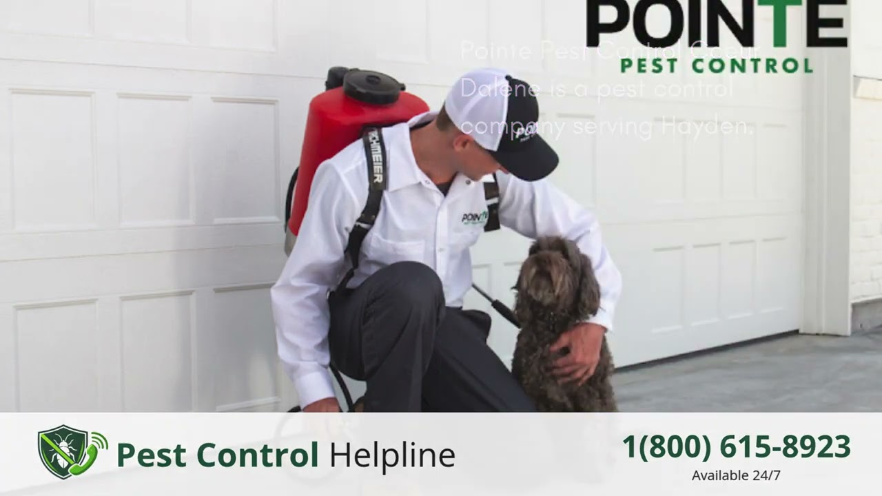 Top 3 Pest Control in Hayden