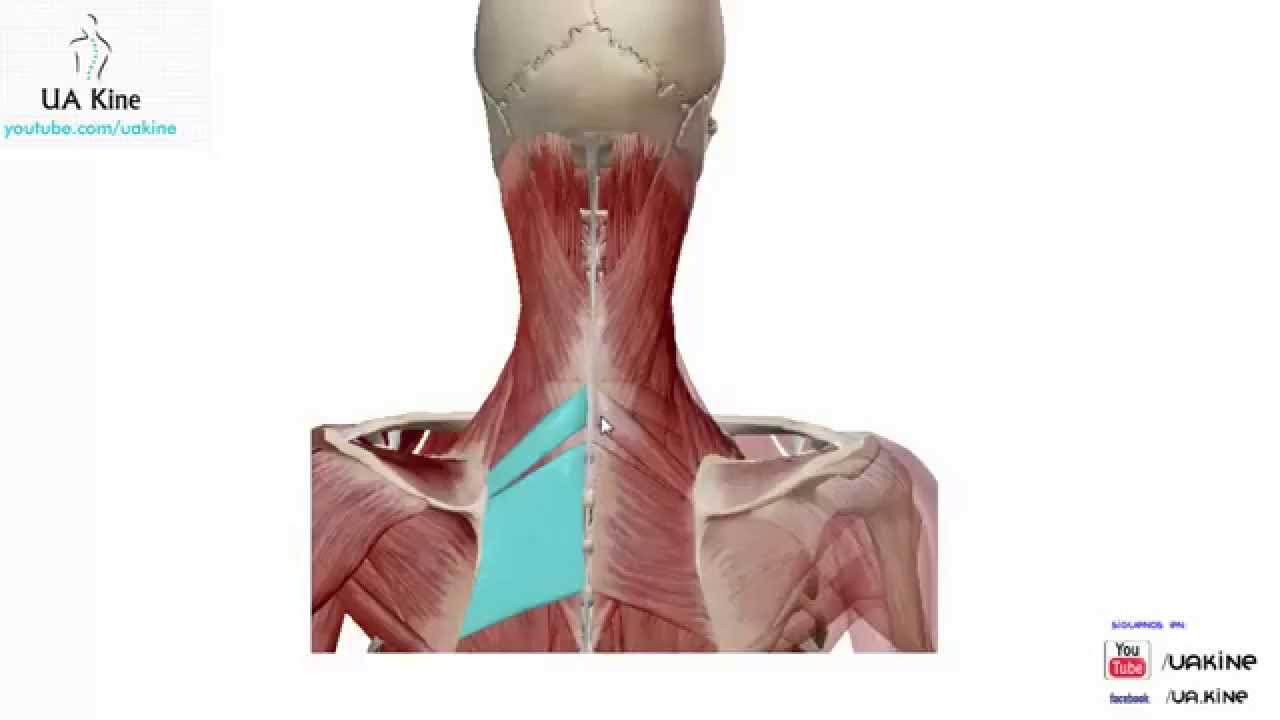 Anatomia Musculos Dorsales del Tronco