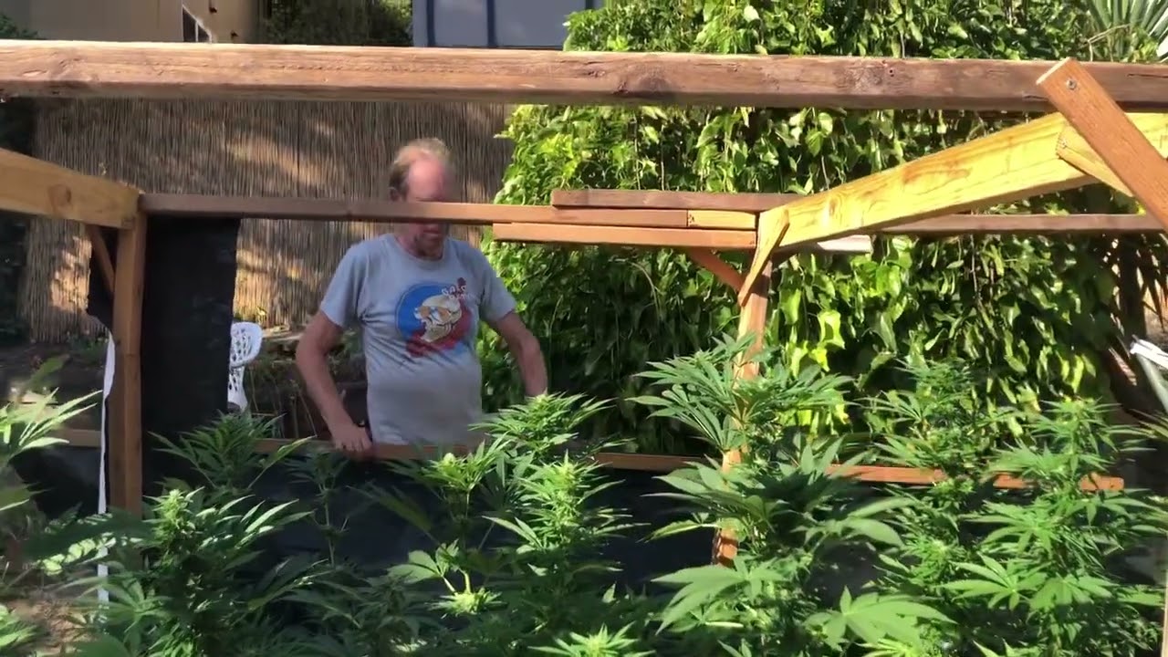 Ed Rosenthal - Cannabis Light Deprivation DIY Tent
