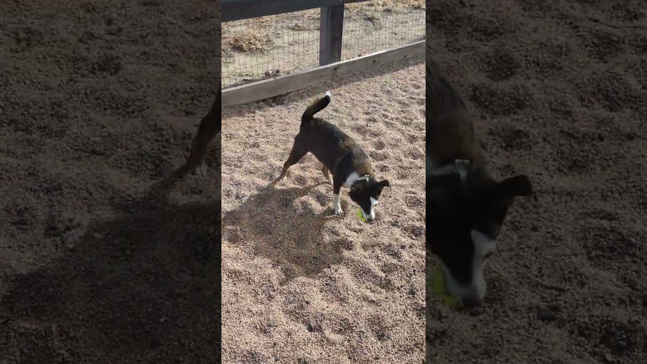 Walking with Pokie Dog at the dog park.