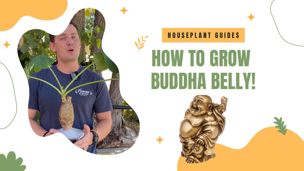 Jatropha podagrica Care Guide (Buddha Belly Plant)