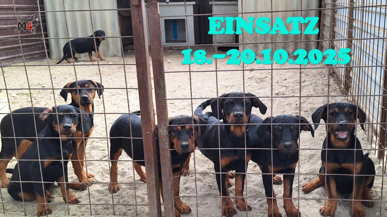Mentor4Dogs- Einsatz im Oktober 2025