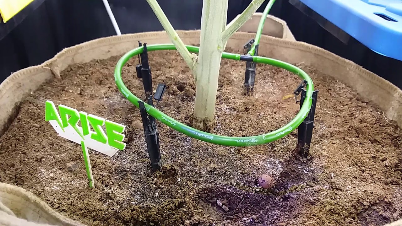 Alien Orange Congolese Flowe Room Update3 & Live Show