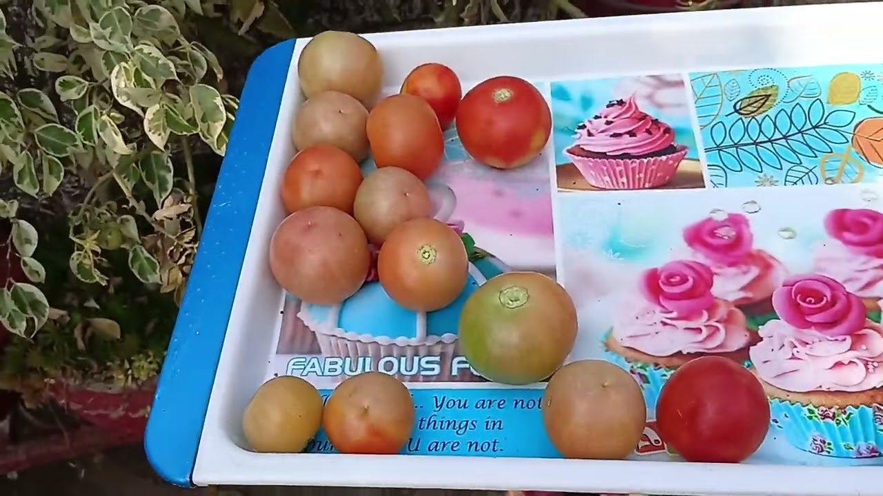 बिना खाद घर पर गमले में सब्जियां कैसे उगाएं। How to grow vegetables without compost at home.
