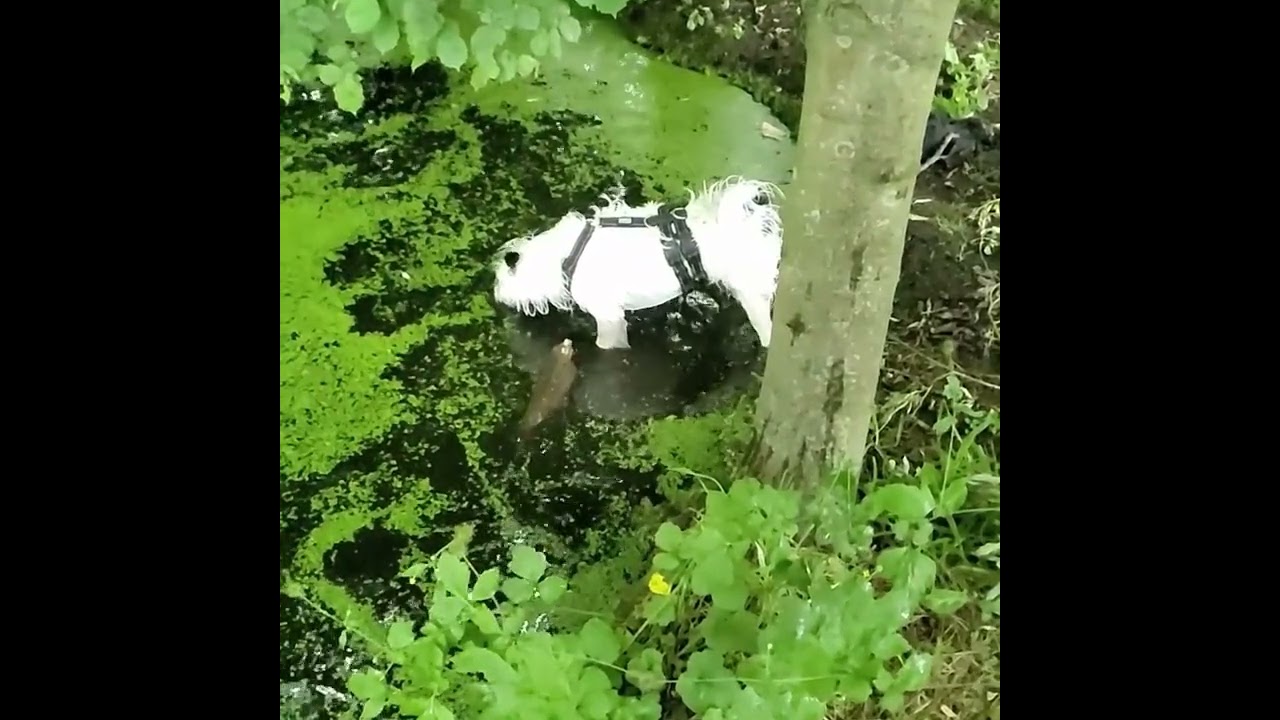 Ein Hund namens Mozart   -Teil1
