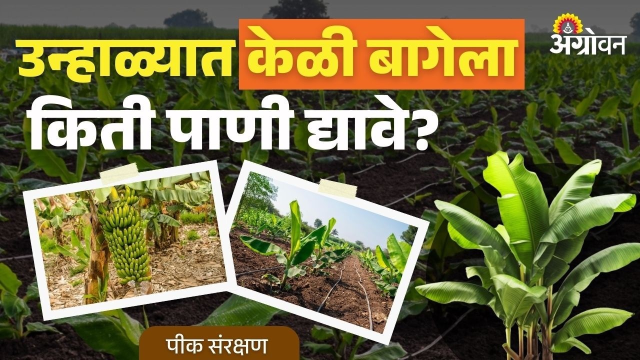 Banana Water Management: उन्हाळ्यात केळीची वाढ टिकवण्यासाठी पाणी नियोजन कसे कराल?| Agrowon