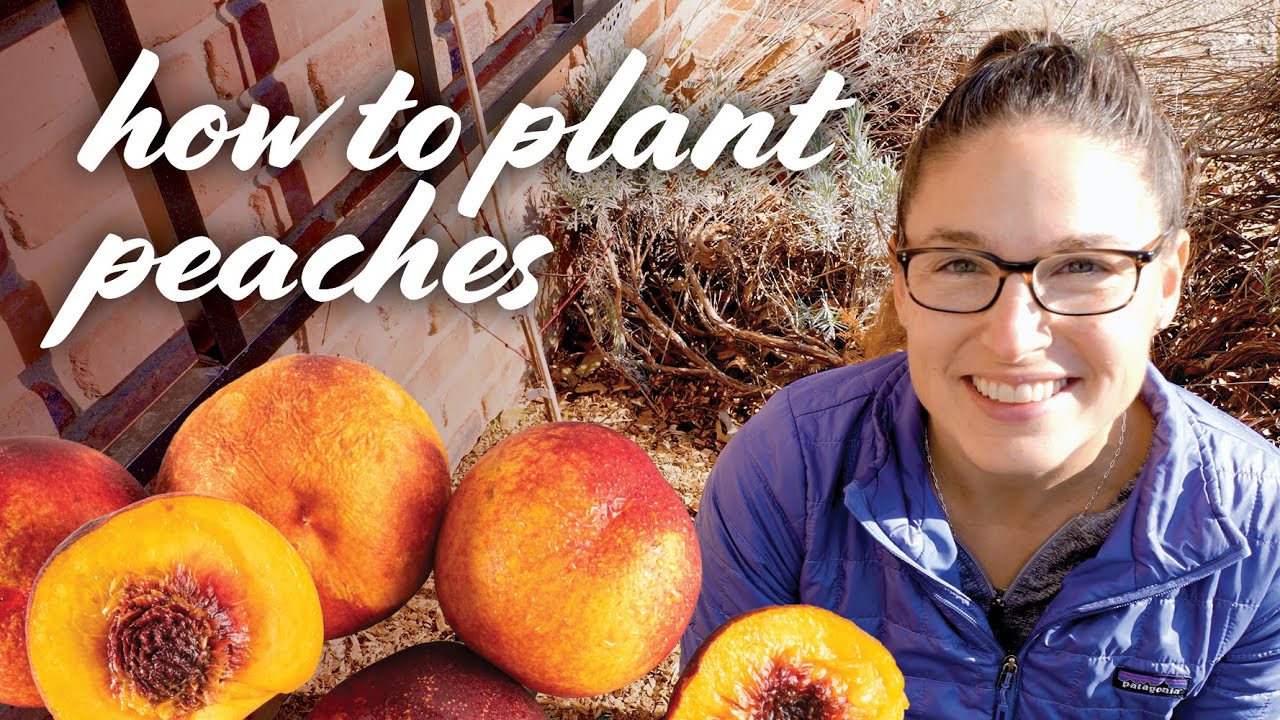 Planting Peach Trees: Care, Fertilizer, Types, Sun, When & More!