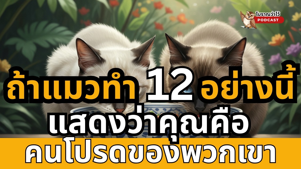 ถ้าแมวทำ 12 อย่างนี้ แสดงว่าคุณคือคนโปรดของพวกเขา |โบราณว่าไว้