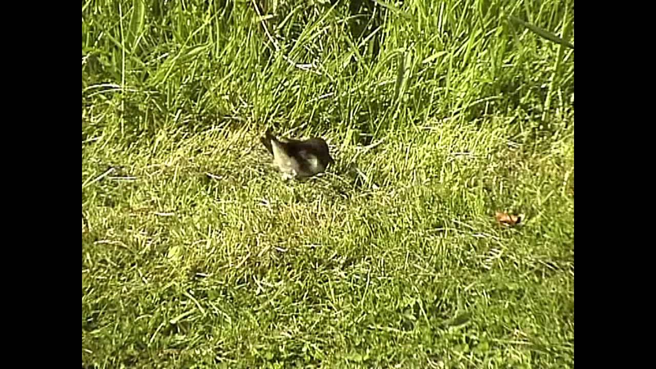 Sand Martin Nest Building