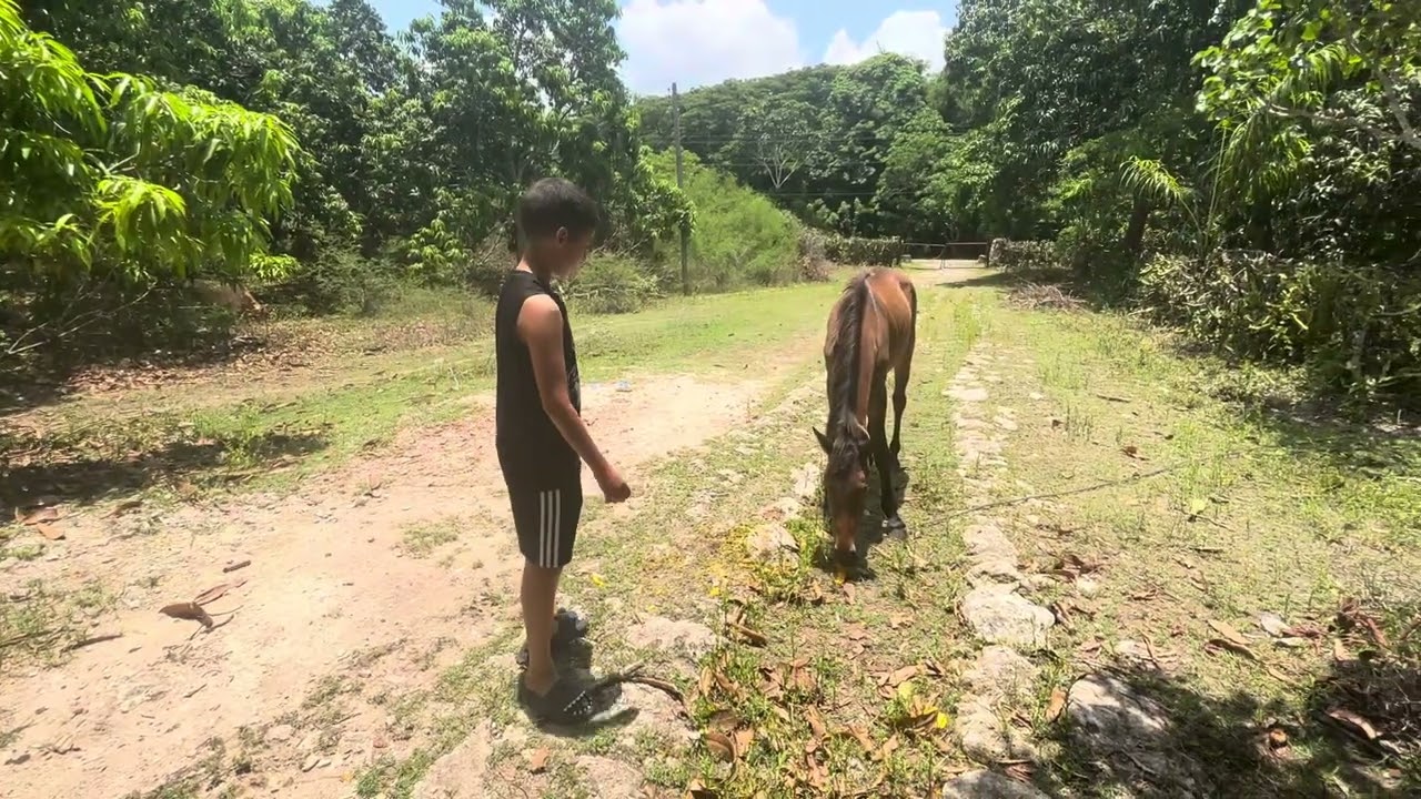 El hombre que susurra a los caballos