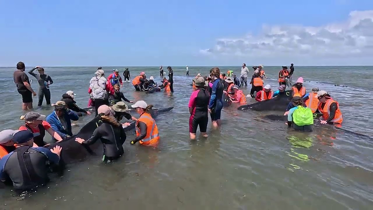 Pilot Whale Rescue, January 2026. Golden Bay, Nelson