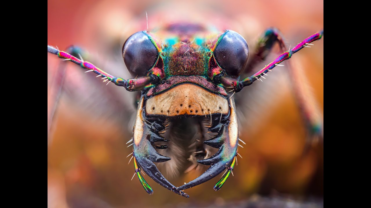 Trzyszcz piaskowy / Cicindela hybrida, Asianellus festivus - makropasja