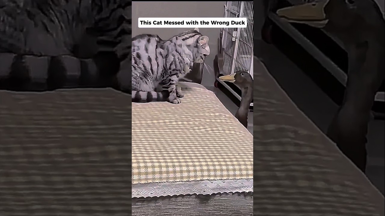 This Cat Messed With The Wrong Duck...#cat #cats #catcuriosity