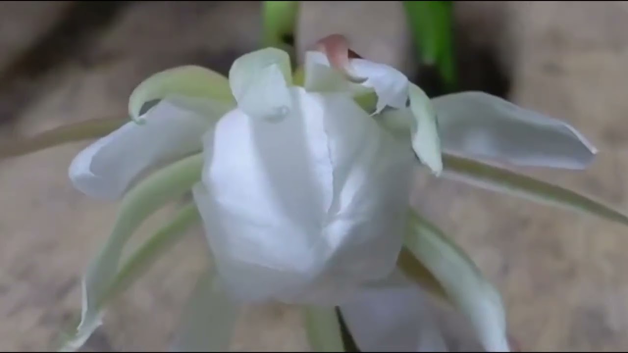 Cánh quỳnh trong đêm - Music: Dong go chan