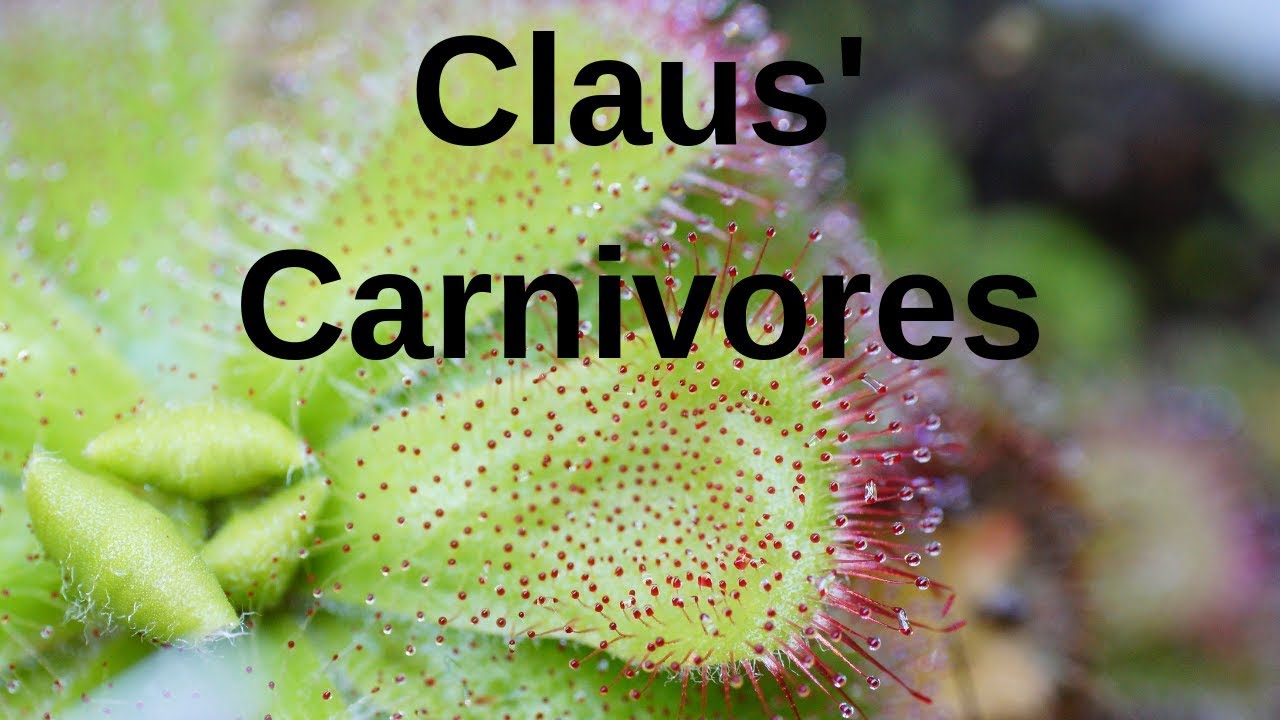 Drosera gigantea Reaktion Hefeextrakt/tuberous sundew with yeast