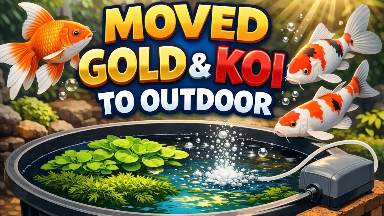 Was This A Mistake? Moving My Goldfish & Koi Outside! 😳