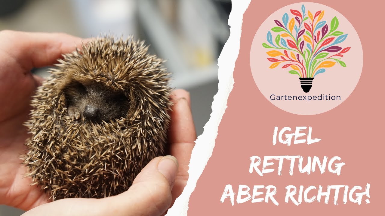 Igel gefunden? So rettest du ihn richtig 🦔💔 - Gartenexpedition