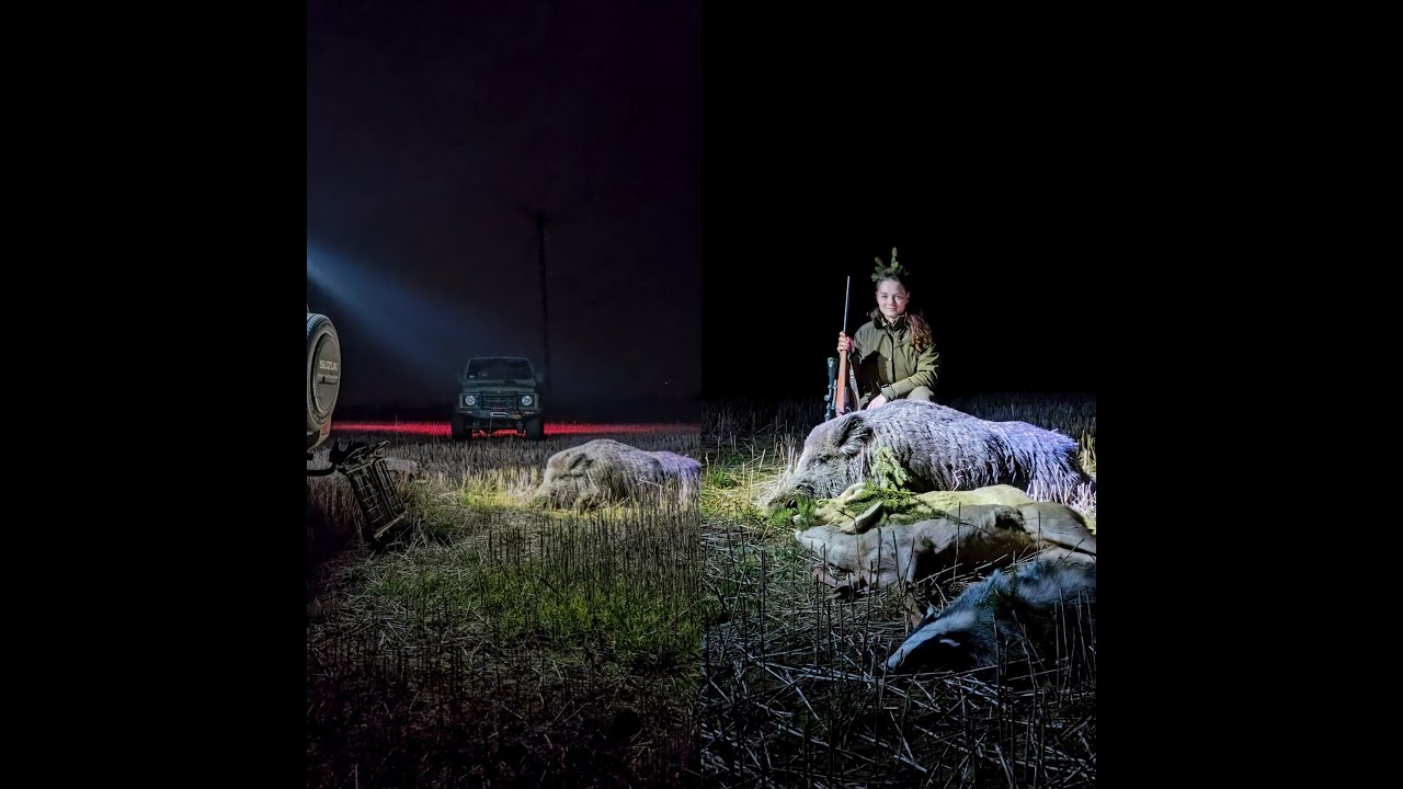 DIANA BYC 20/2024 Szalone wieczorne polowanie / Crazy evening hunt