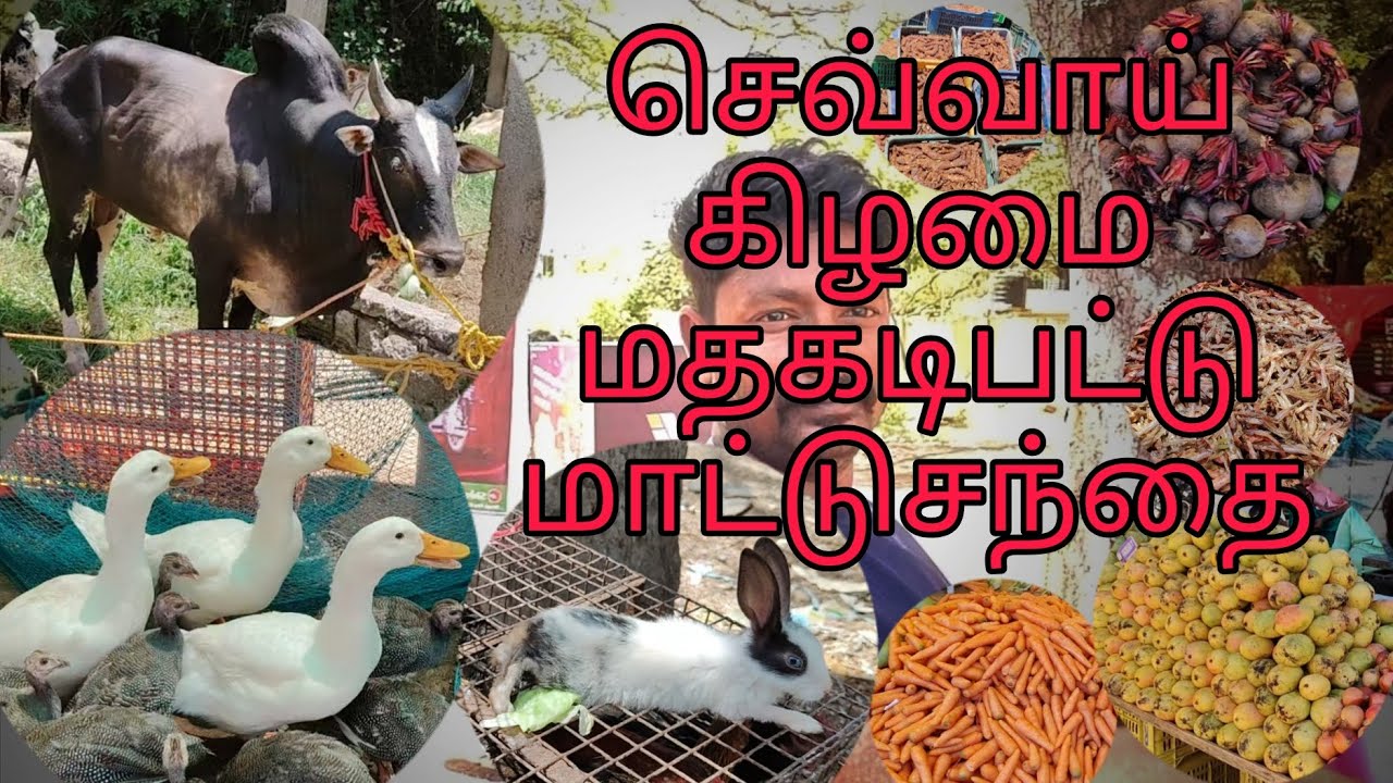 🌀💥பாண்டிச்சேரி மதகடிப்பட்டு மாட்டு சந்தை 🌿