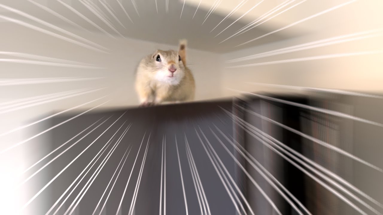 リチャードソンジリスを飼うのは大変！