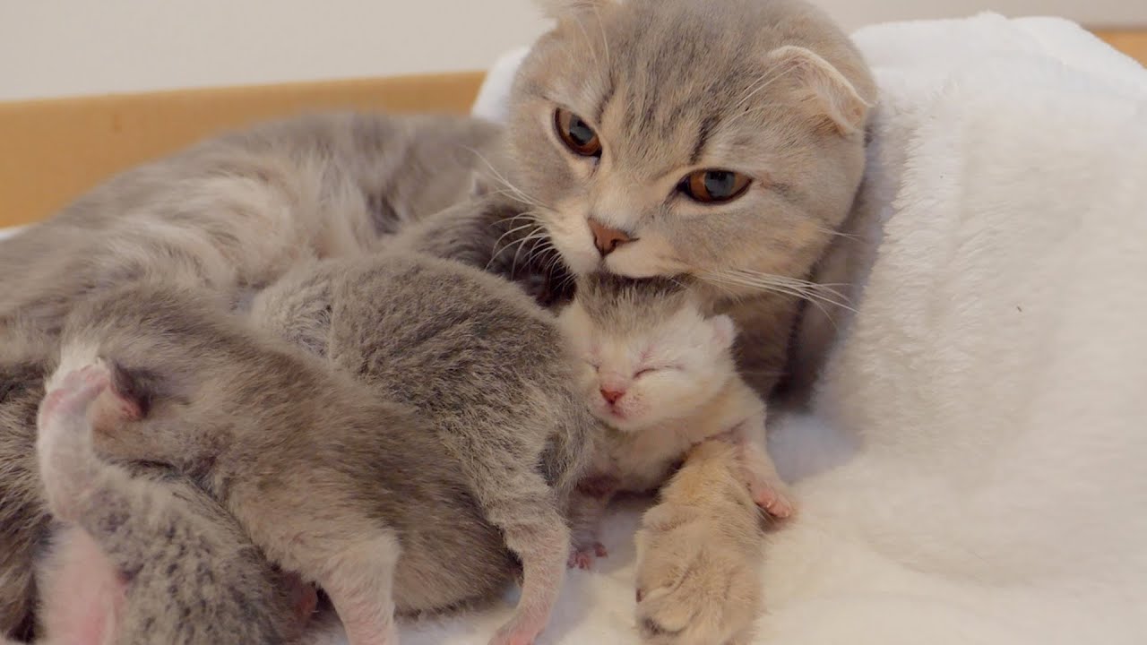 Котенок, крепко спящий на руках у кошки-мамы, такой милый!
