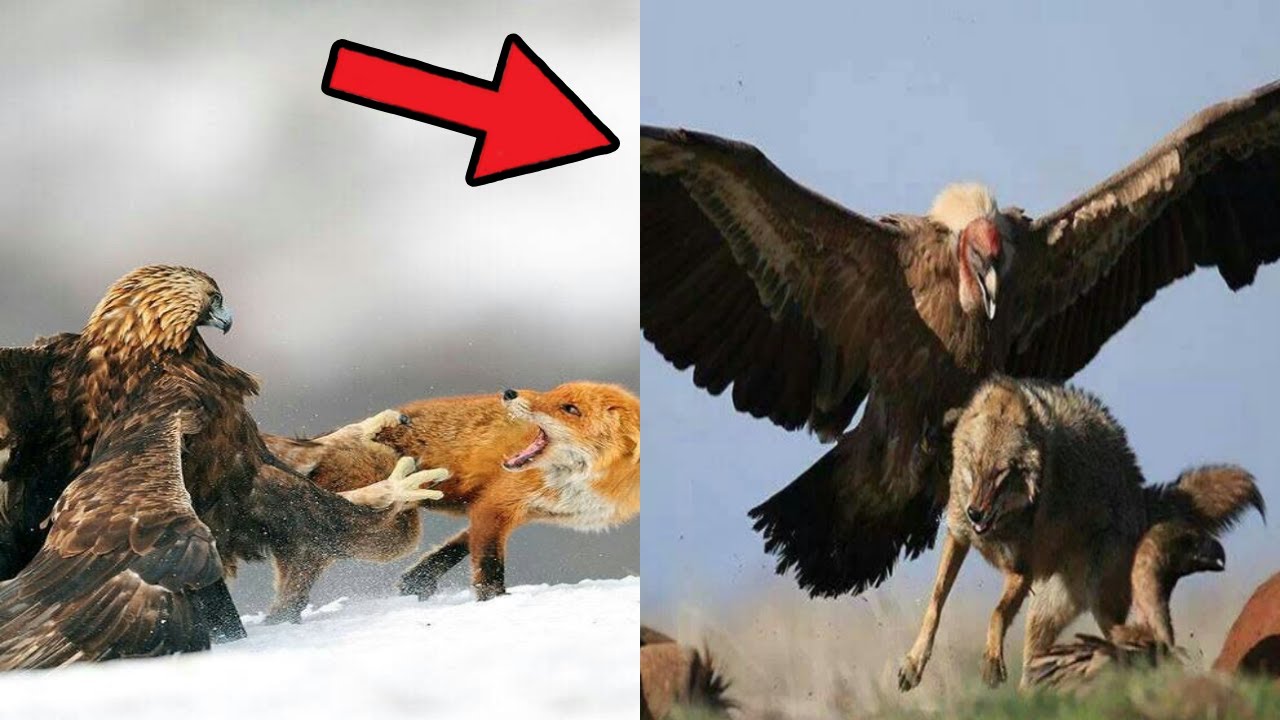 15 Deadliest Eagles in the World