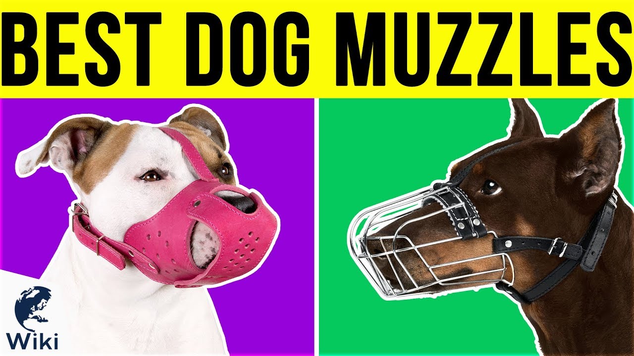 10 Best Dog Muzzles 2019