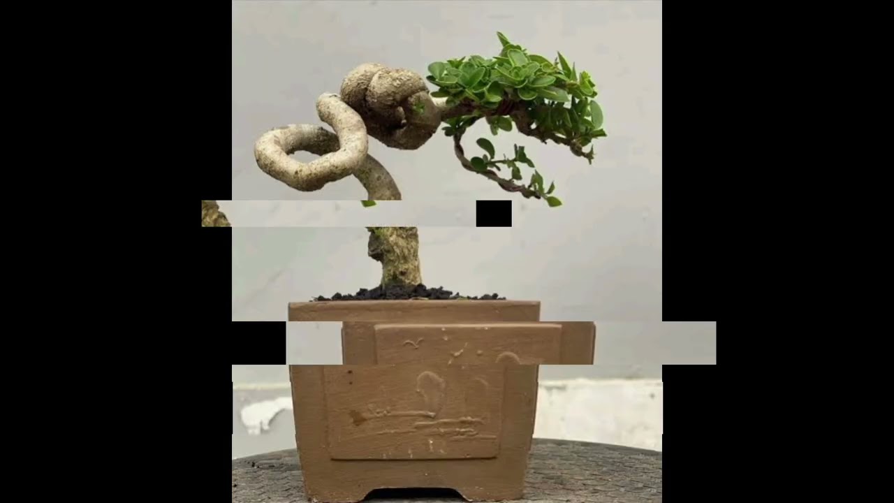 24 Inspirasi Bonsai Sancang meliuk Juara Trend masa kini 