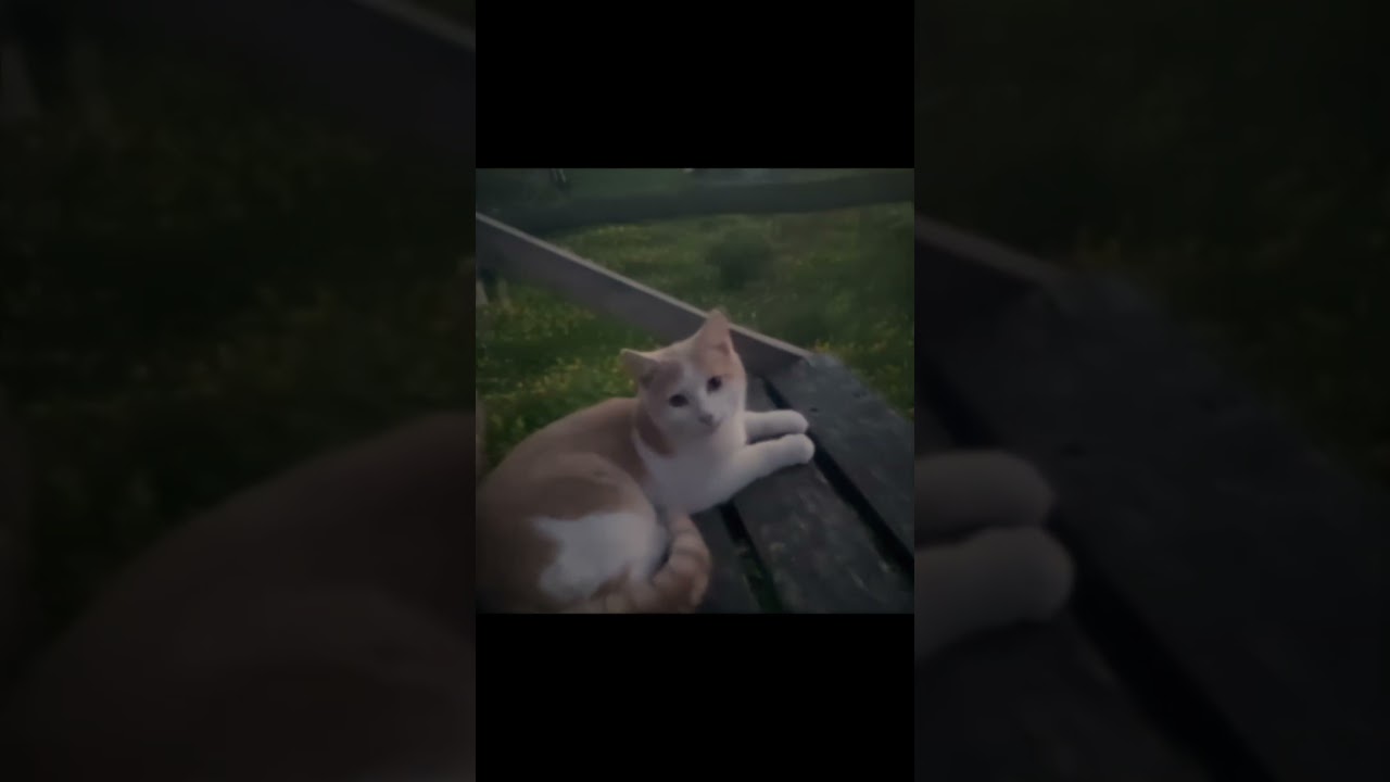 Cute Cat Chill 🐱 + Chill Ambient VHS 🎵 #Shorts