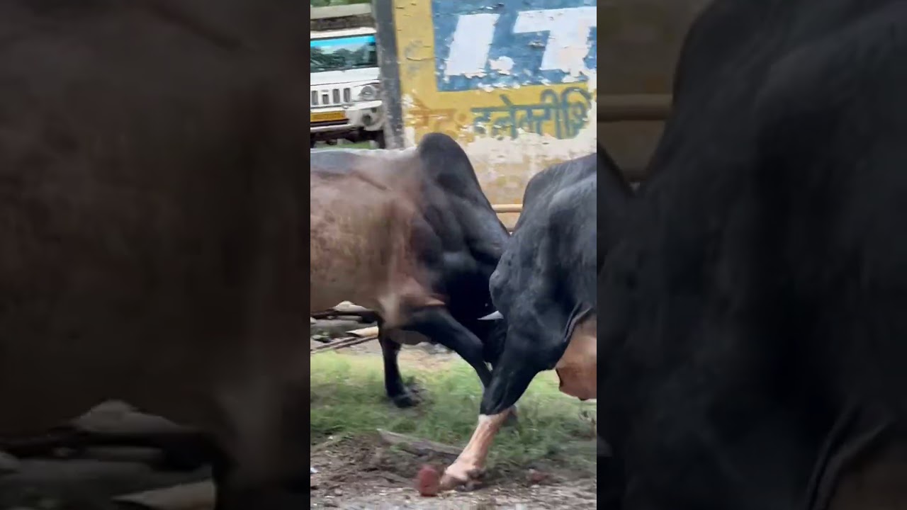 zabardast fighting#shorts #bullfight #fight #livefight #followme #popular #onelifebaby