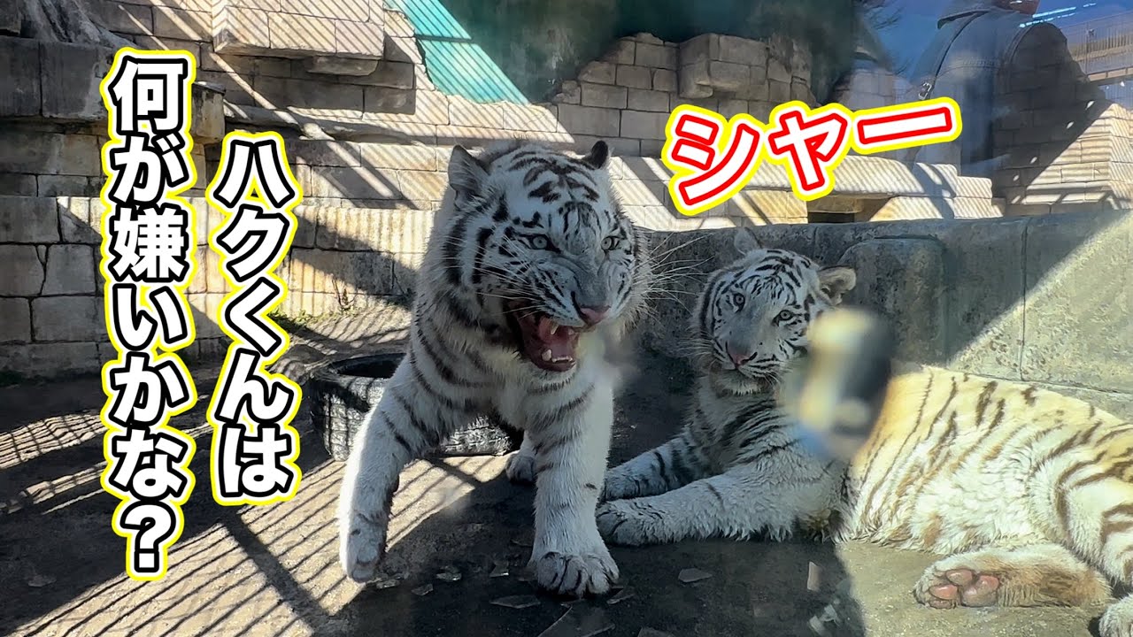 ママは傘が嫌いだけど、ハクくんの苦手な物は⁉️ 1月23日 東武動物公園　ホワイトタイガー