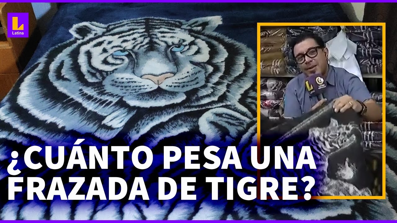 Frazada de tigre: ¿Cuánto pesa y cómo ha cambiado con el pasar de los años?