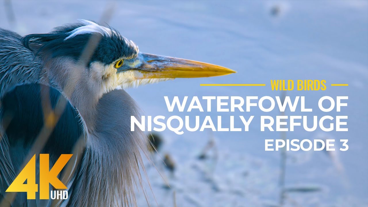 Winter Wildlife 4K - Nisqually National Wildlife Refuge - Relaxation Video - Episode #3
