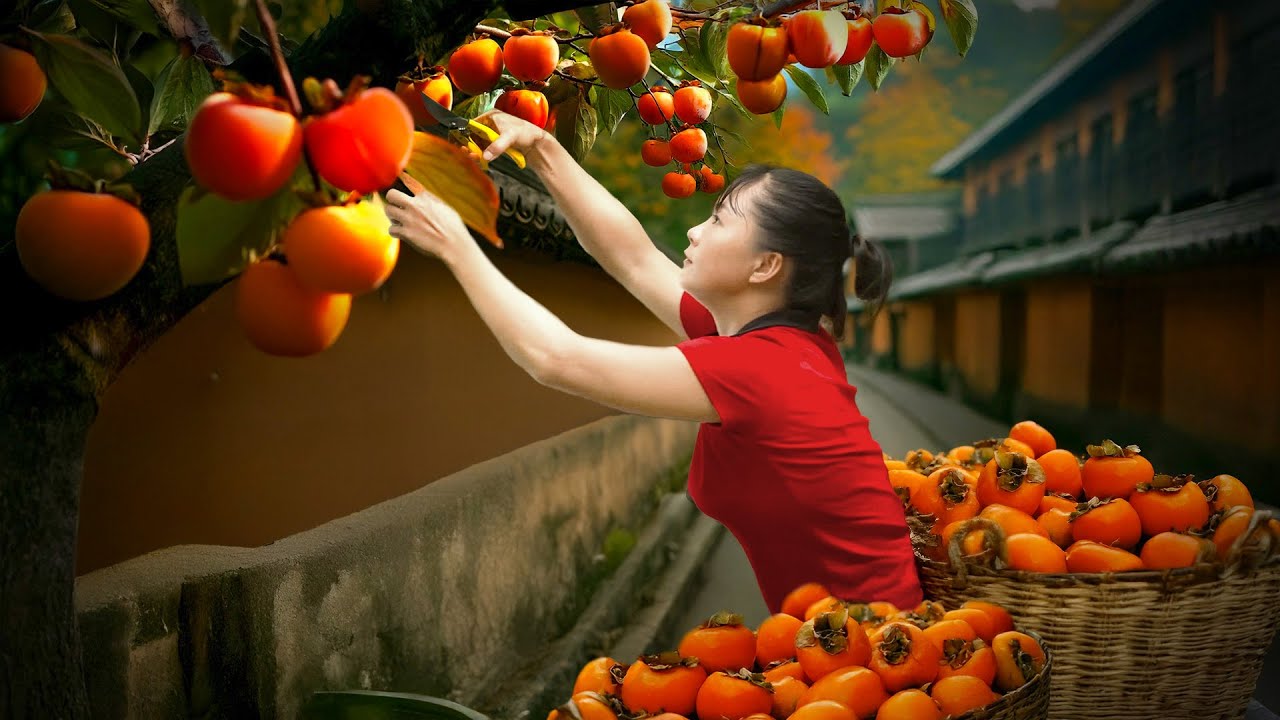 Harvest a Bountiful Crop of Persimmons, Sell Them at the Market – Farm Life | Phuong Harvest Life